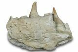 Mosasaur (Prognathodon) Jaw with Four Teeth - Morocco #276706-2